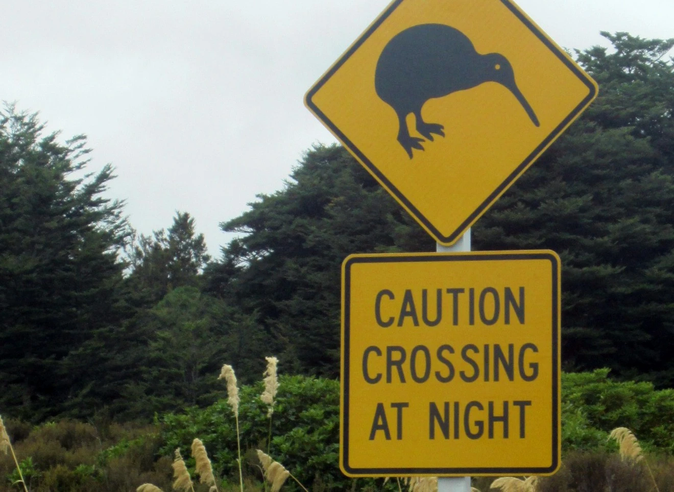 Road sign with picture of Kiwi and words, 'Caution crossing at night'