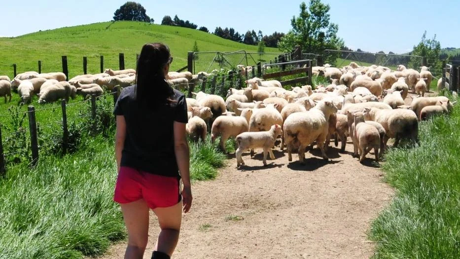 Young woman farmer herding sheep in a race